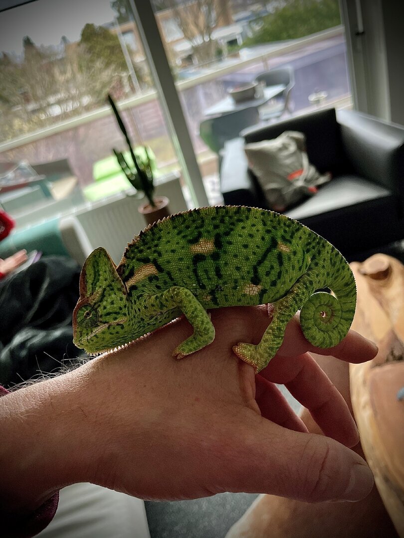 Bella.jpg