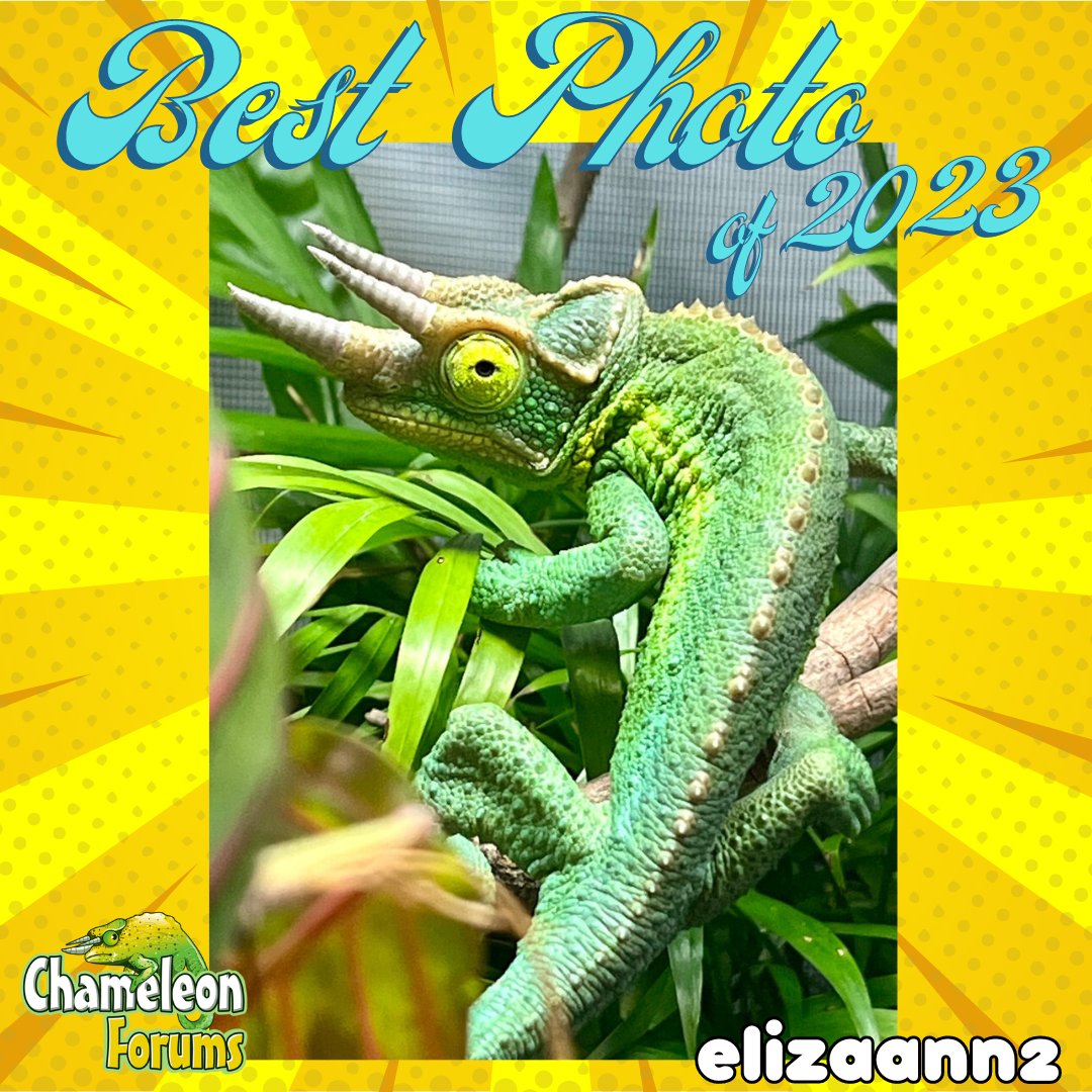 Best of 2023 elizaann2(Instagram Post).png
