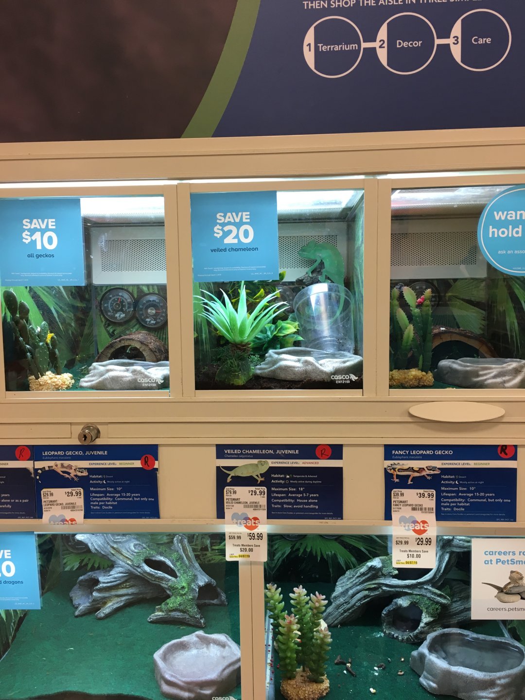 Gorgeous female veiled at my Petco | Chameleon Forums