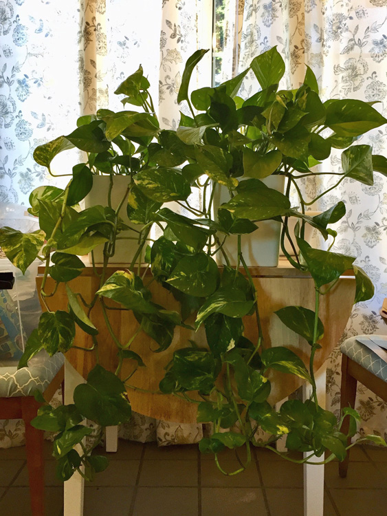 bigpothos.jpg