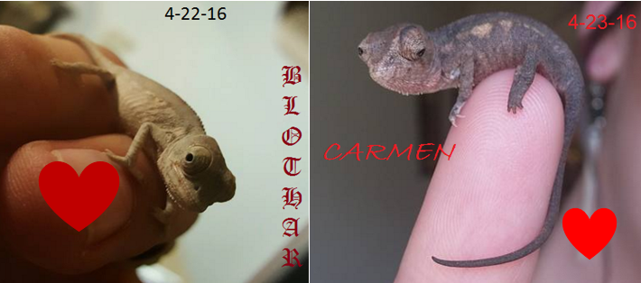 BlotharandCarmen.PNG