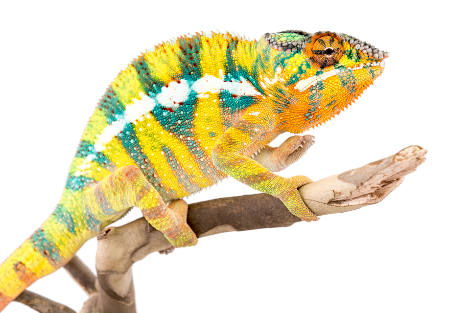 Bob-Marley-Panther-Chameleon-Canvas-Chameleons-5.jpg