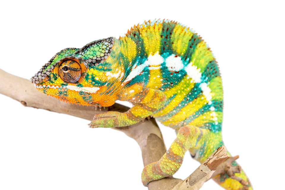 Bob-Marley-Panther-Chameleon-Canvas-Chameleons.jpg