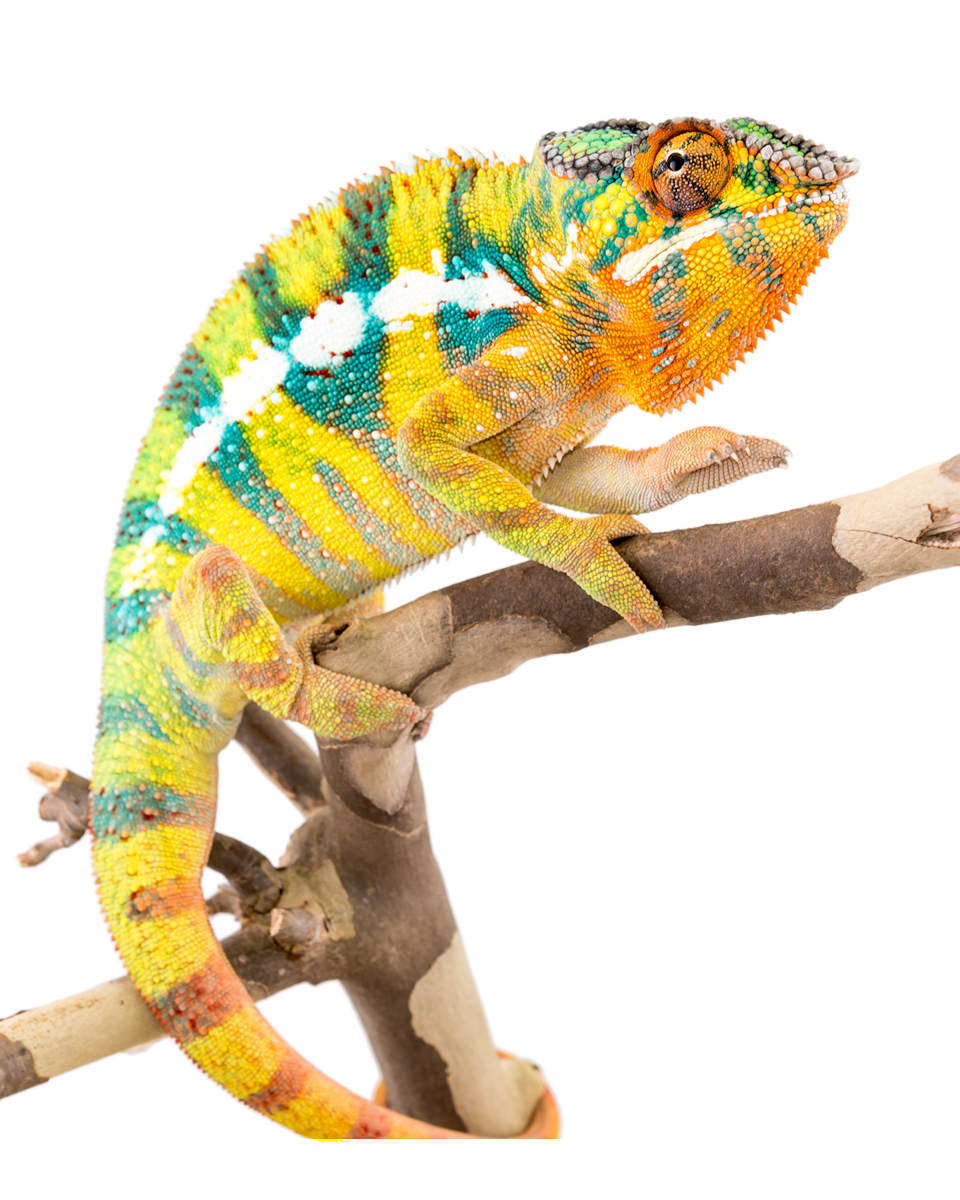 Bob-Marley-Panther-Chameleon-Canvas-Chameleons-Product.jpg