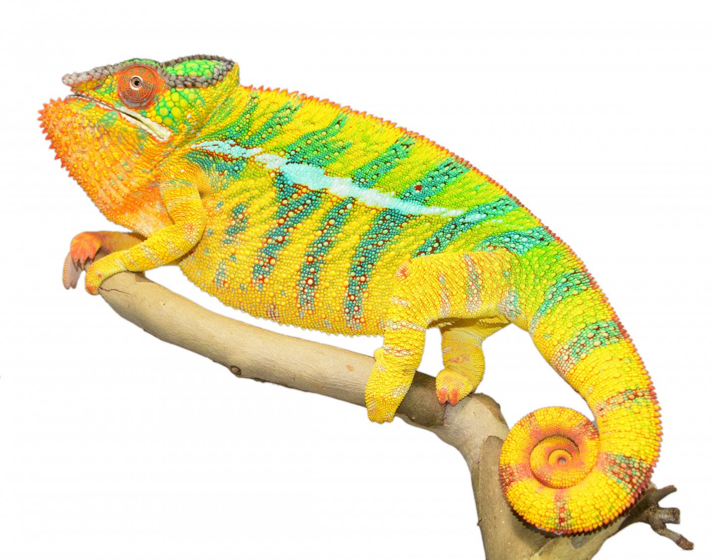 Bolt - Ambilobe Sire - Canvas Chameleons (3).jpg