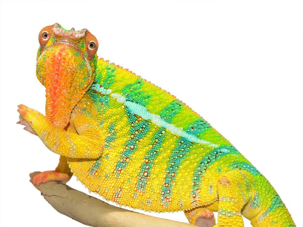 Bolt-Ambilobe-Sire-Canvas-Chameleons-Small-1.jpg