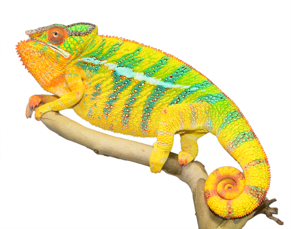 Bolt - Ambilobe Sire - Canvas Chameleons - Small (3).png