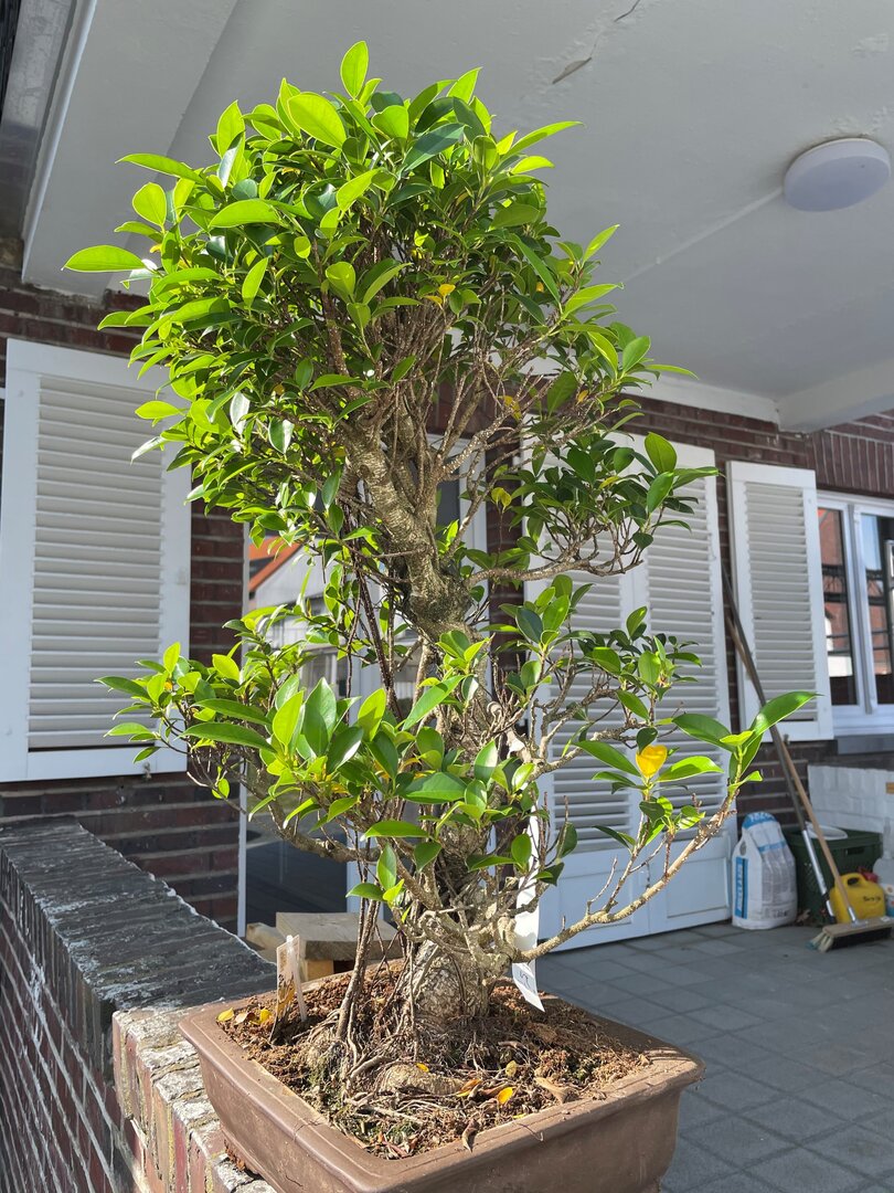 Bonsai 2.jpg
