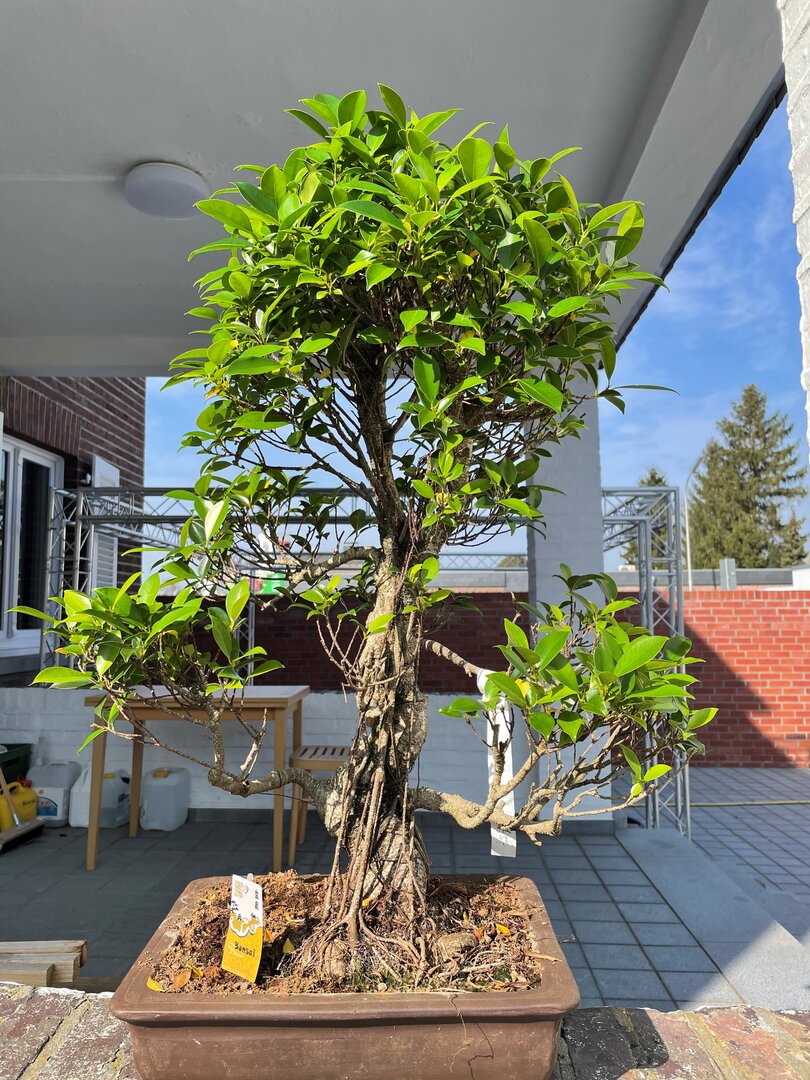 Bonsai.jpg
