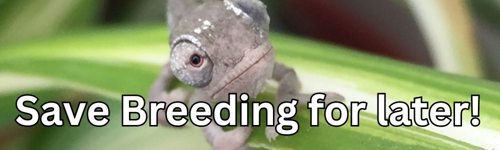 Breeding.jpg