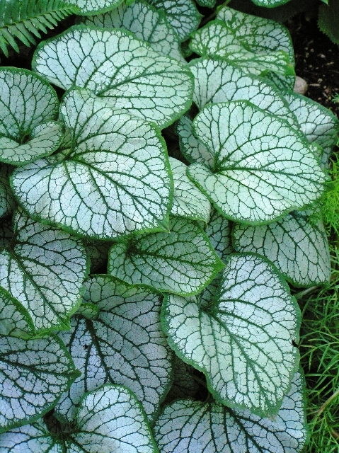 Brunnera-macrophylla-Jack-Frost-2__21299.1422999900.jpg