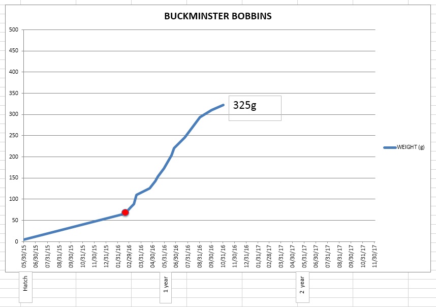 Bucky 11-06.jpg