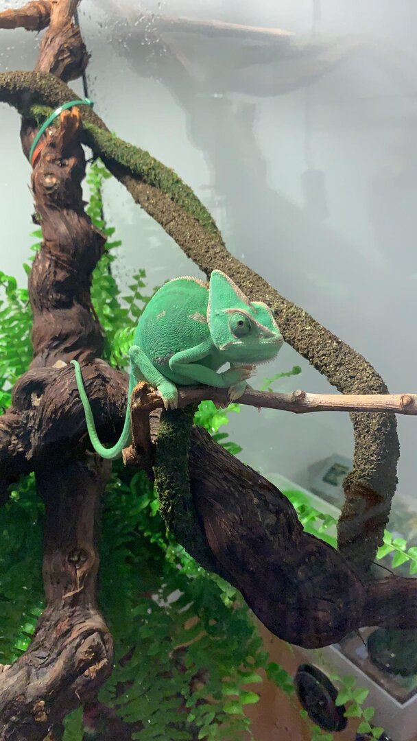 My first Chameleon/cage | Chameleon Forums