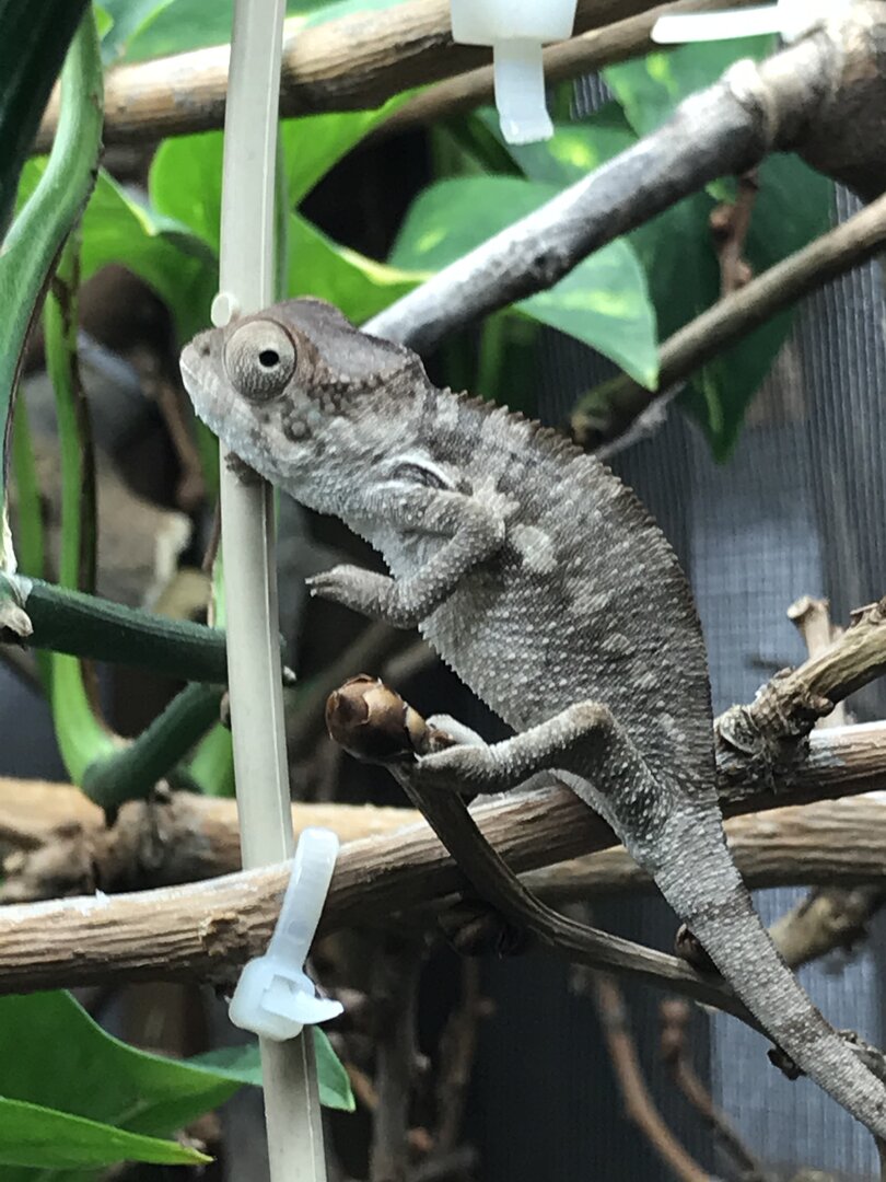 New noseybe panther hatchling help! | Page 3 | Chameleon Forums