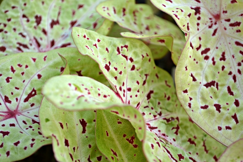 caladium-mottled.jpg