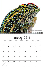 calendar16_january-1.jpg
