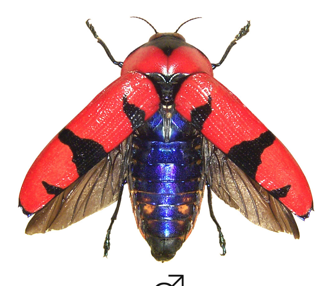 Calodema plebium PRS.jpg