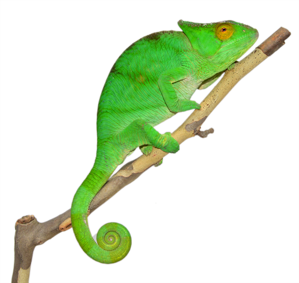 Calumma Parsoni Female 3 - Canvas Chameleons (1) Canvas.jpg
