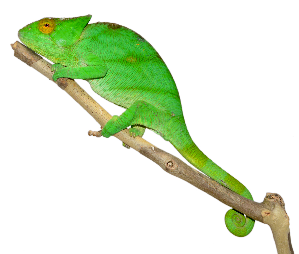 Calumma Parsoni Female 3 - Canvas Chameleons (2) Canvas.jpg