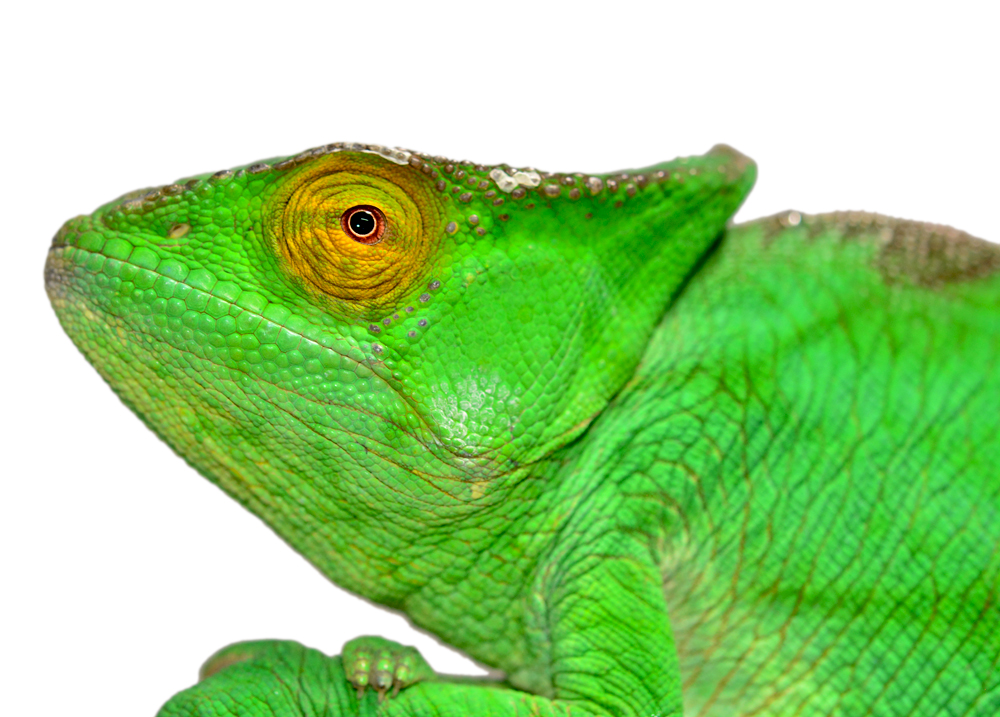 Calumma Parsoni Female 3 - Canvas Chameleons (4) Canvas.jpg