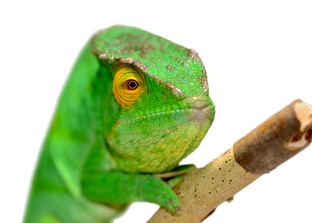 Calumma Parsoni Female 3 - Canvas Chameleons (5) Canvas.jpg