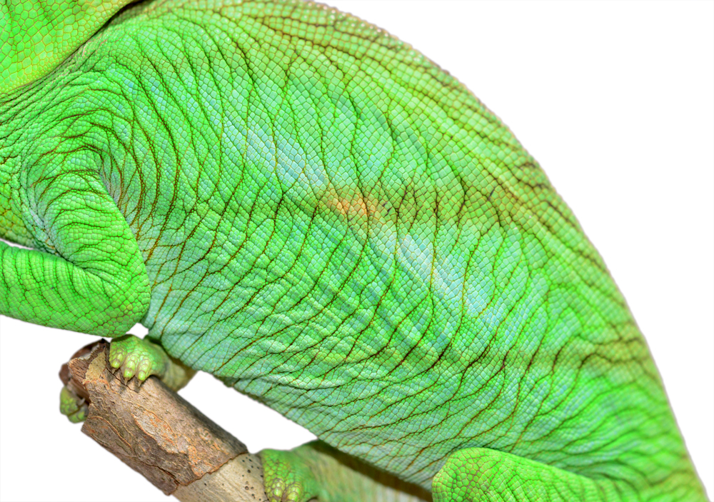 Calumma Parsoni Male 3 - Canvas Chameleons (2) Canvas.jpg