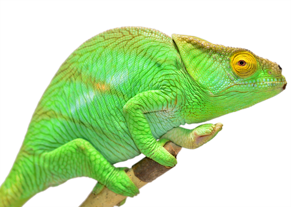 Calumma Parsoni Male 3 - Canvas Chameleons (3) Canvas.jpg