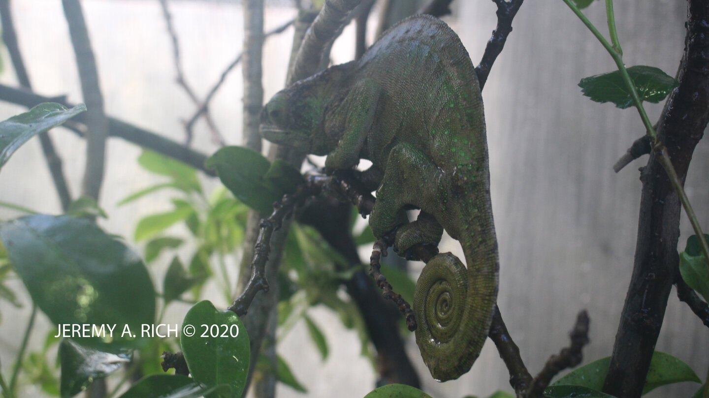 CalummaOshaughnessyiFemale2AfterLayingJune2020 copy.jpg