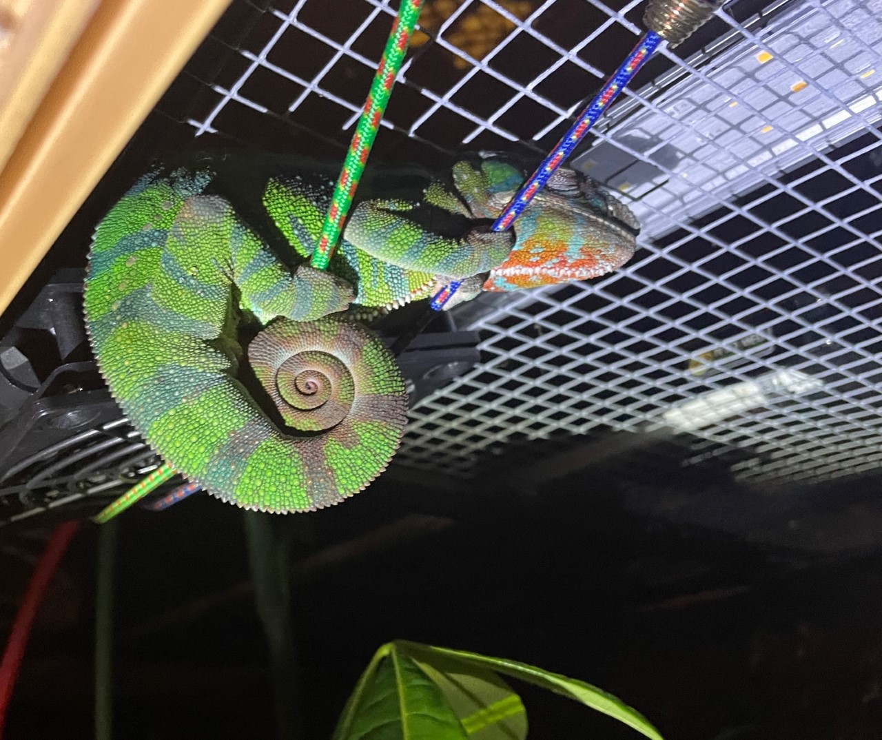 cameleon.jpg