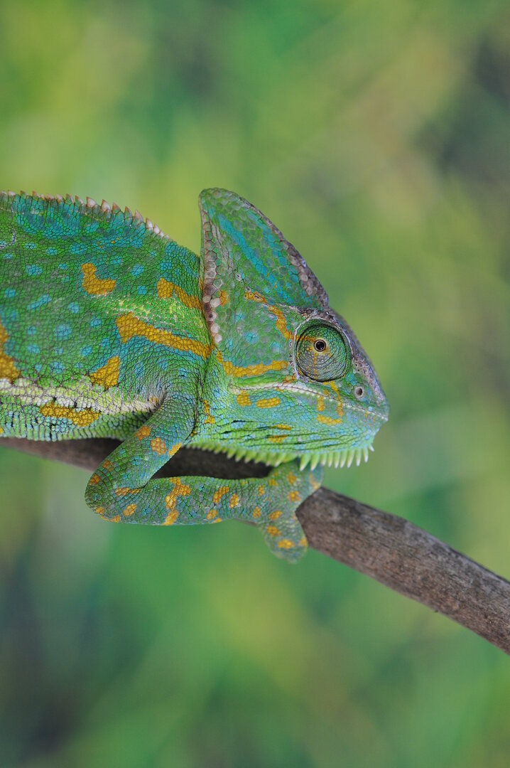 US - Veiled Chameleon Eggs (Hammy & Ivy) | Chameleon Forums