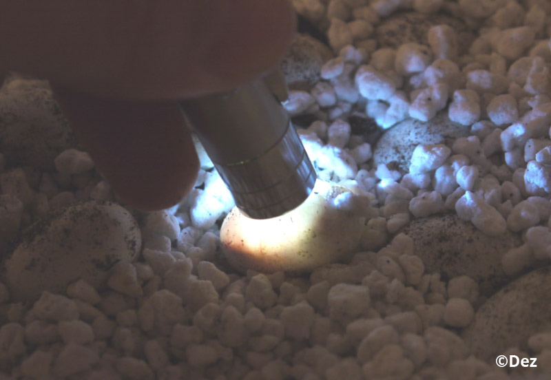 candle6.jpg