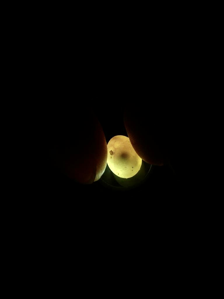 candled f. campani egg.jpg