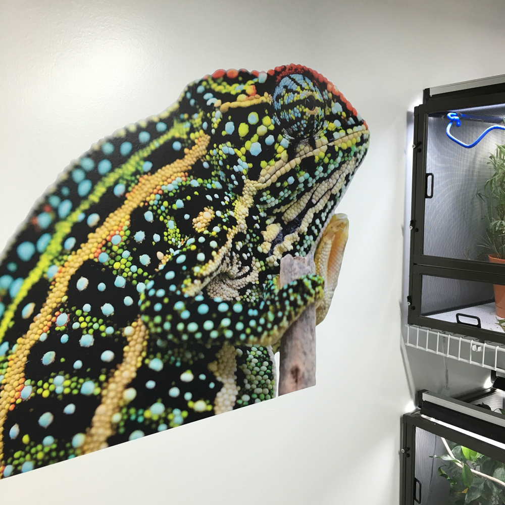 Canvas Chameleons Fathead (1).JPG