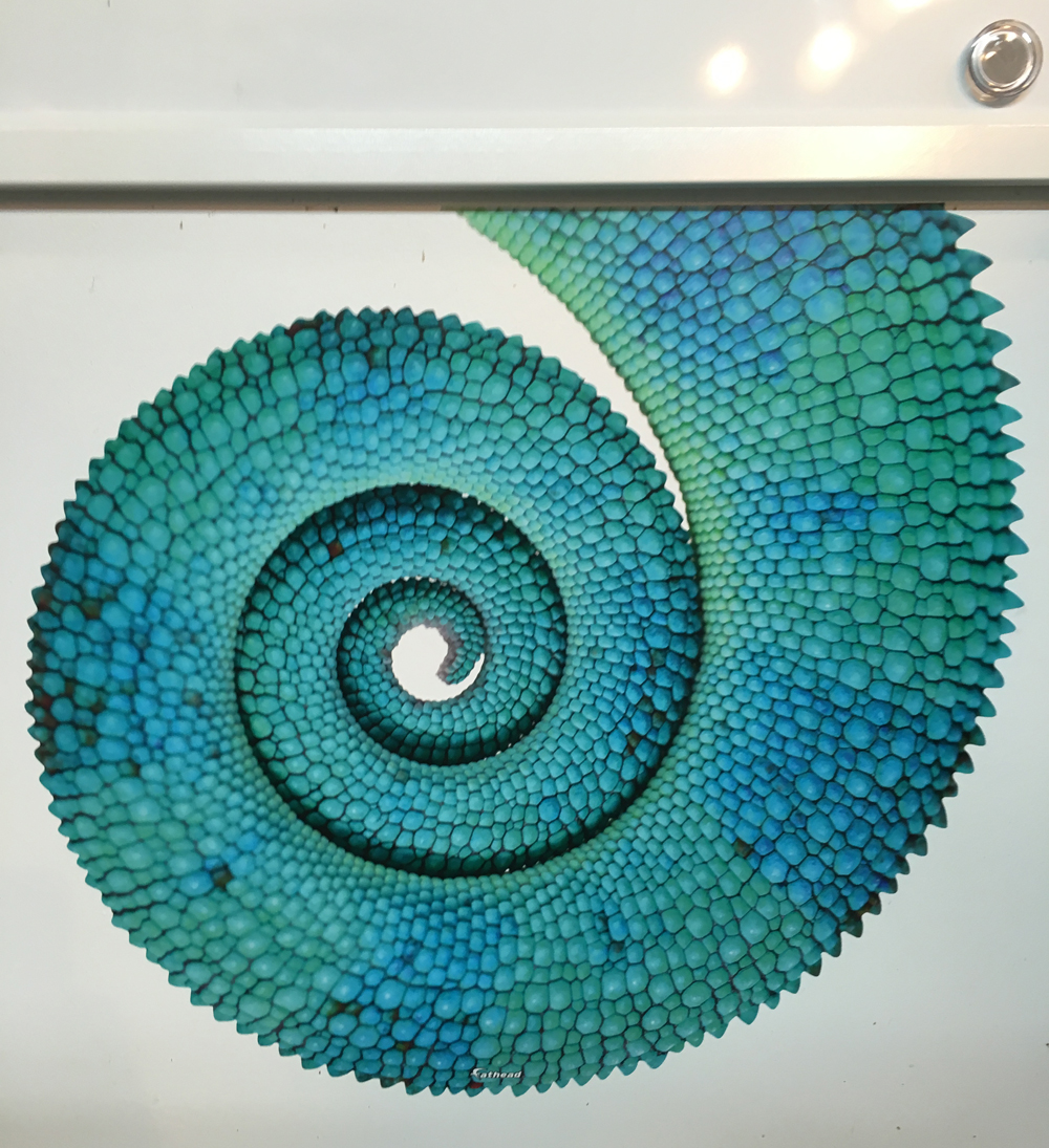 Canvas Chameleons Fathead (3).jpg