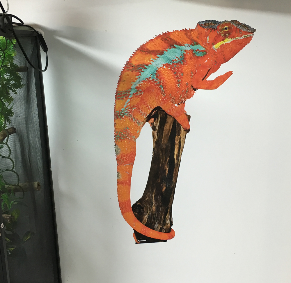 Canvas Chameleons Fathead (4).jpg