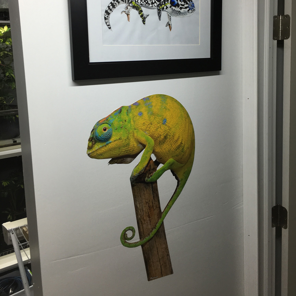 Canvas Chameleons Fathead (7).jpg
