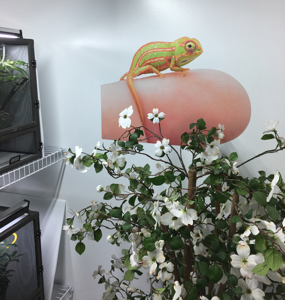 Canvas Chameleons Fathead (8).jpg