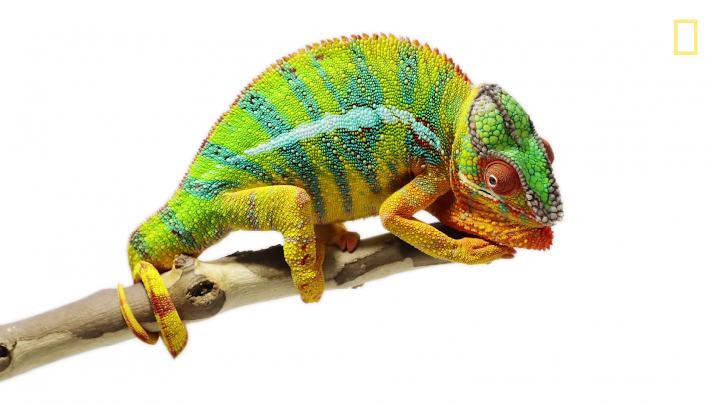 Canvas Chameleons - National Geographic - Bolt.png