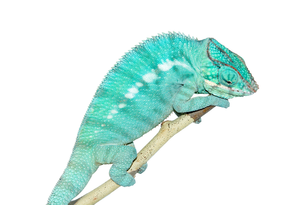 Canvas-Chameleons---Nosy-Be-1.jpg