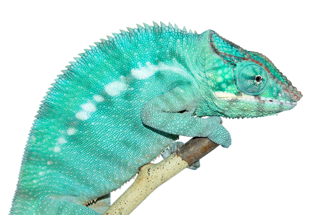 Canvas-Chameleons---Nosy-Be-4.jpg