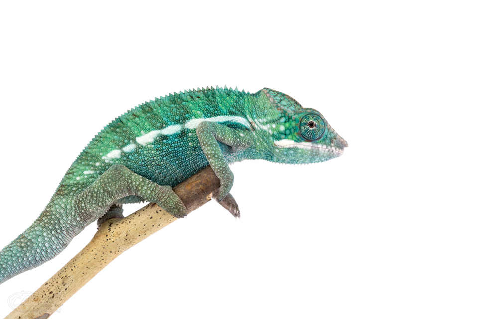 Canvas-Chameleons---Panther-Chameleon-(1-of-3).jpg