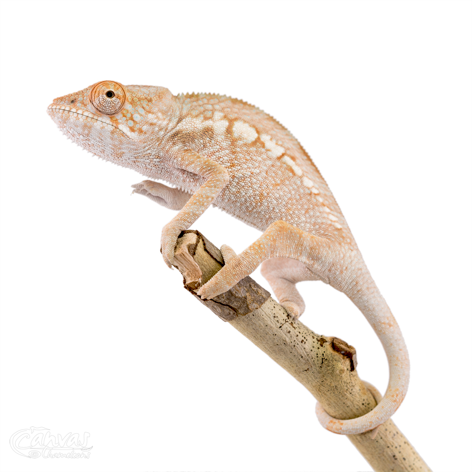 Canvas-Chameleons---Panther-Chameleon-(11-of-13).jpg