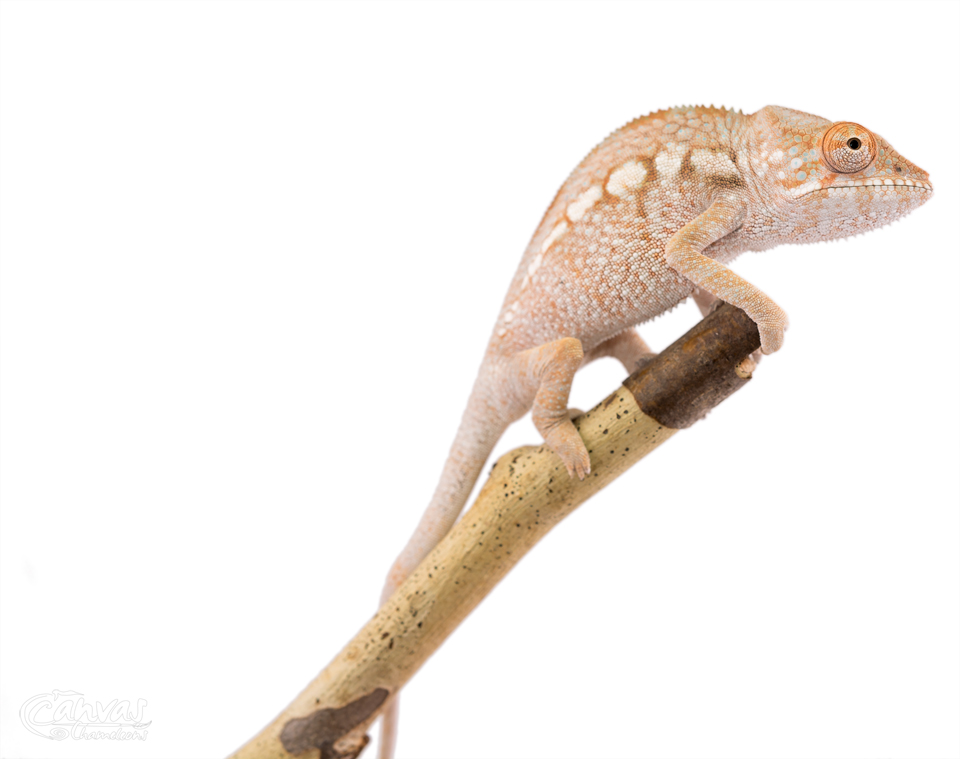 Canvas-Chameleons---Panther-Chameleon-(13-of-13).jpg