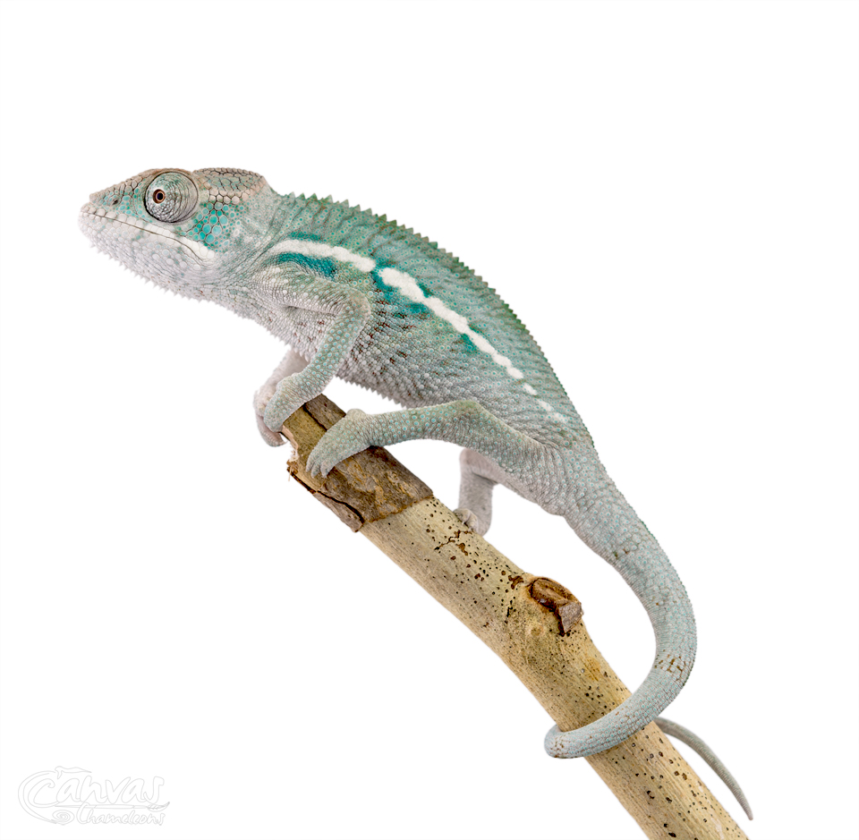 Canvas-Chameleons---Panther-Chameleon-(2-of-13).jpg
