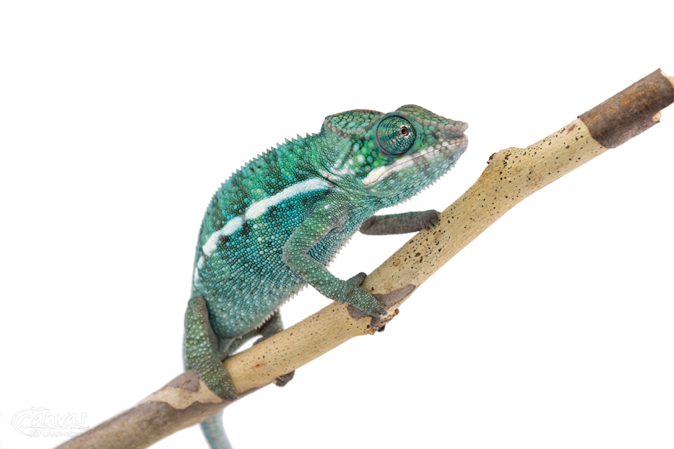 Canvas-Chameleons---Panther-Chameleon-(2-of-3).jpg