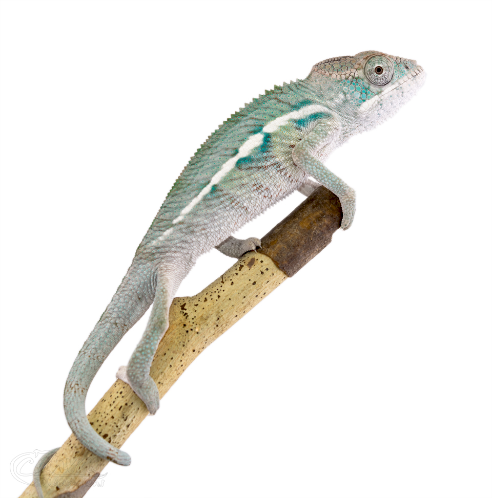Canvas-Chameleons---Panther-Chameleon-(3-of-13).jpg
