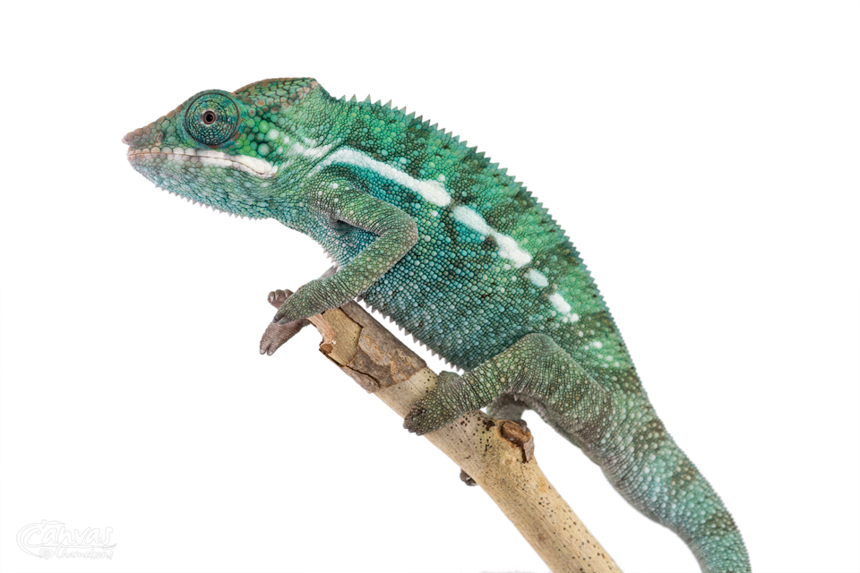 Canvas-Chameleons---Panther-Chameleon-(3-of-3).jpg