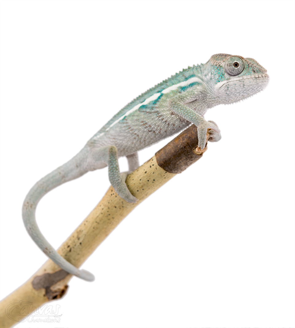 Canvas-Chameleons---Panther-Chameleon-(5-of-13).jpg