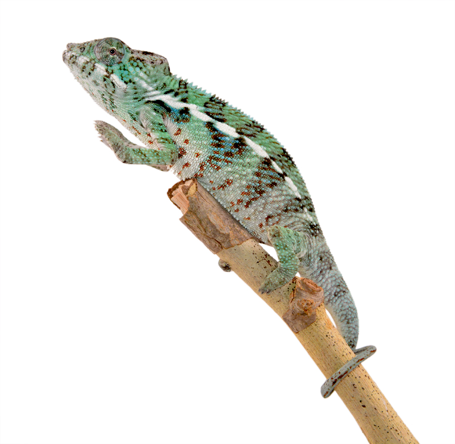 Captive Ambanja Male 1 - Canvas Chameleons (2) Small.jpg