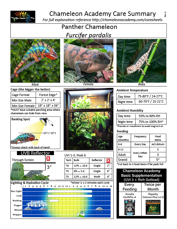 care sheet Panther Chameleon 122819.jpg